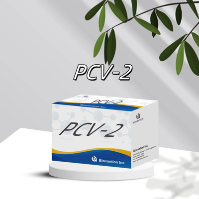 WB/S/P PCV-2 エリザ試験 動物抗体獣医用反応剤