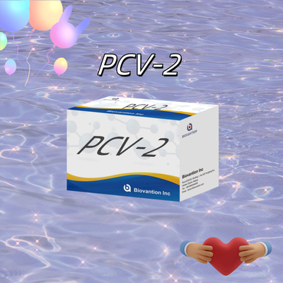 WB/S/P PCV-2 エリザ試験 動物抗体獣医用反応剤
