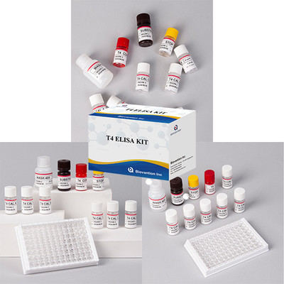 通常使用される甲状腺ホルモン検査 T4 トリオドチロニン ELISA テストキット