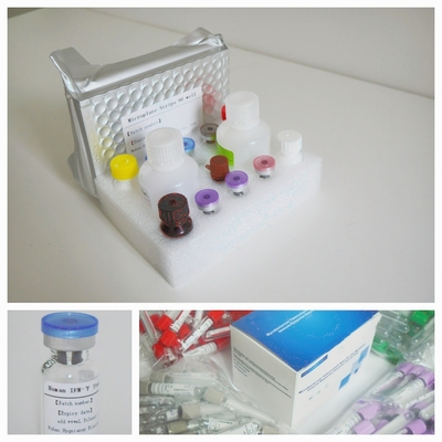 TB IGRA ELISA 敏感エリサ 検査キット 精確で迅速な検出