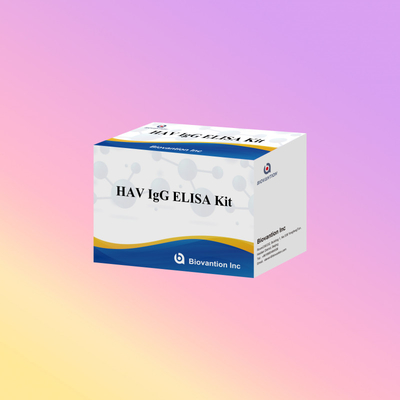高感度 HAV IgG ELISA キット 正確な A型肝炎ウイルス検出 臨床および研究用として信頼性の高い CE 認証