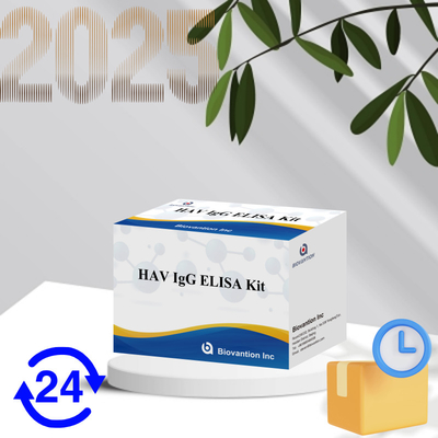 高感度 HAV IgG ELISA キット 正確な A型肝炎ウイルス検出 臨床および研究用として信頼性の高い CE 認証