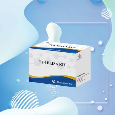 甲状腺疾患向け高精度FT4 ELISAテストキット（96テスト）、特異度98％、感度95％