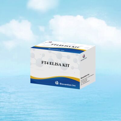 甲状腺疾患向け高精度FT4 ELISAテストキット（96テスト）、特異度98％、感度95％