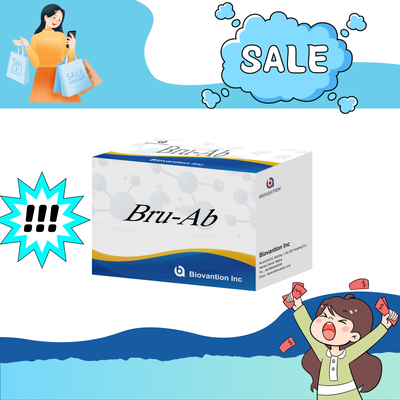 ヒトブルセラ菌 IgG/IgM 抗体 ELISA キット ブルセラ症 血清診断 ELISA 検査キット ヒト検体検出用